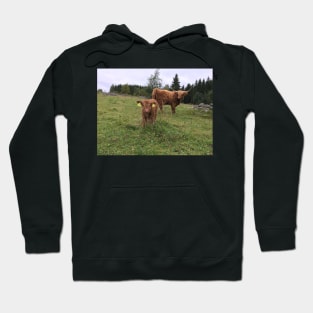 Scottish Highland Cattle Cow and Calf 1547 Hoodie